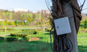 Podłączenie prądu do działki bez domu: skrzynka elektryczna na słupie oplecionym pnączami, w tle zielony park.